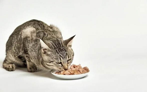 猫咪到处尿的原因及处理方法