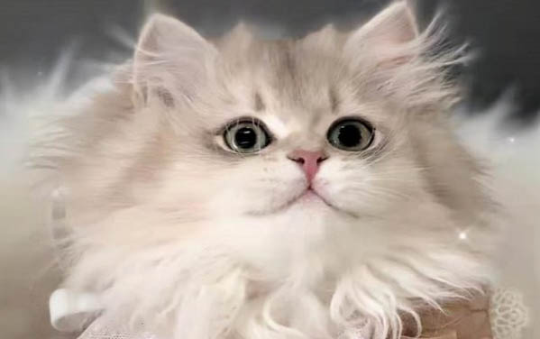 猫的眼睛有什么特点呢