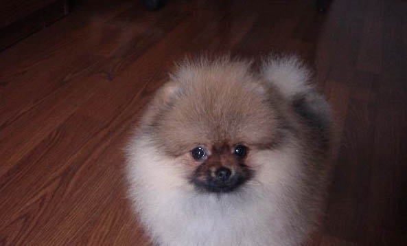 博美狗多少钱