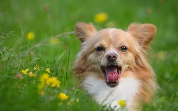 狗狗吃鸭肝中毒会是什么样的症状