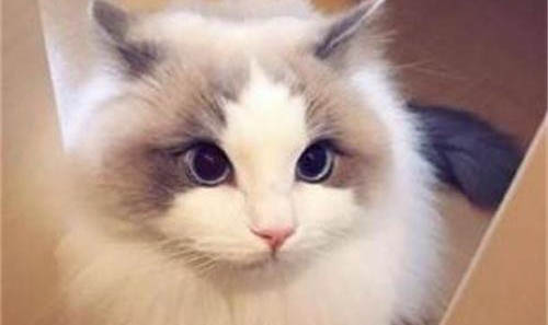 布偶猫脾气特别差还爱攻击人是什么原因