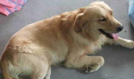 金毛幼犬多少钱一只纯种