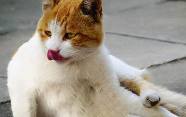 煮给猫吃的牛肉煮多久