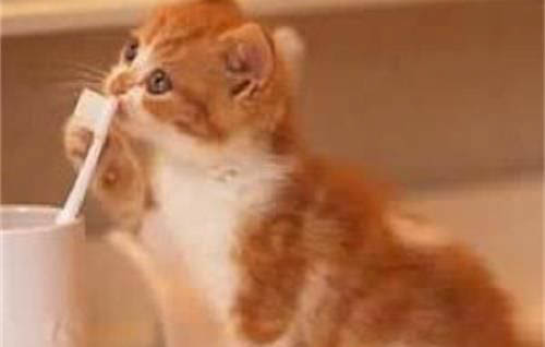 4个月大的猫怎么看公母图片