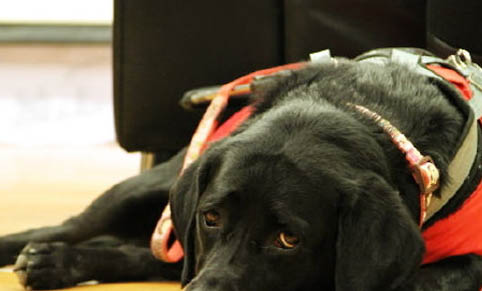 导盲犬小q是什么犬拉布拉多的温顺有更多人喜爱!