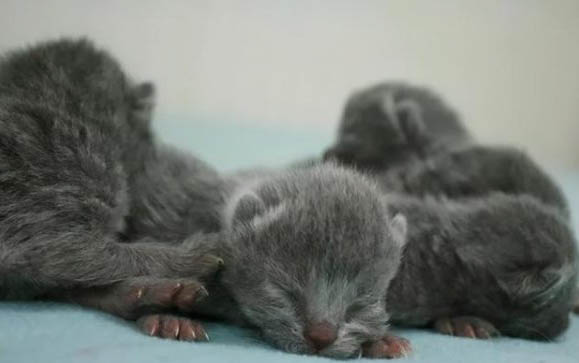 一个月的小猫怎么训练大小便