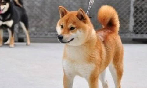 豆柴犬和柴犬哪个贵