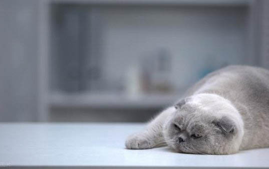猫咪为什么会在饭后舔舐脸部