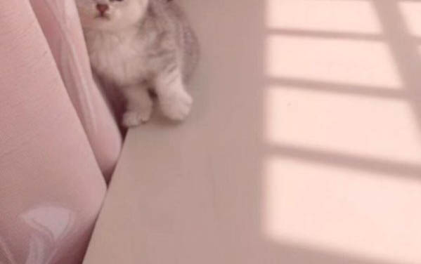 小猫咪为什么会掉胡子