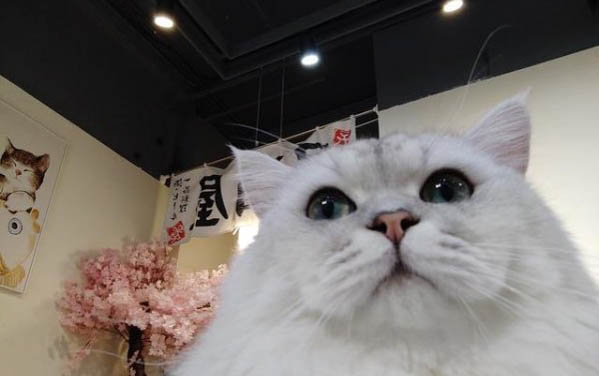 猫咪可以吃蓝莓吗