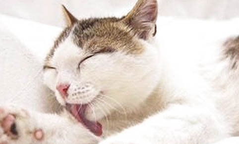 猫咪可以笼养吗为什么