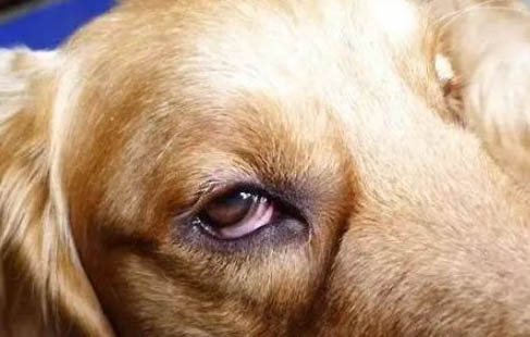 狗狗人工授精疼吗