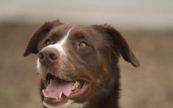 比特犬能活多久