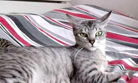 猫洗澡水温在多少合适