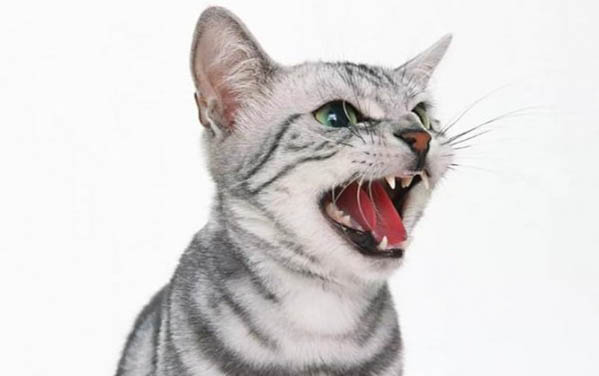 小猫是先驱虫还是先打猫三联