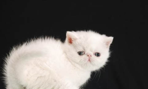 养一只养猫一个月花多少钱