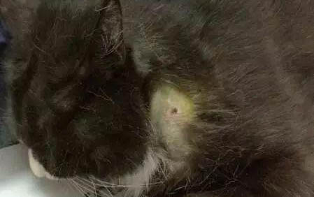 小猫到新家不拉屎