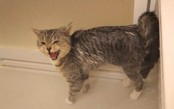 猫爬架多少钱