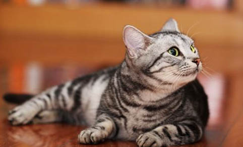 猫咪为什么老是不停叫唤