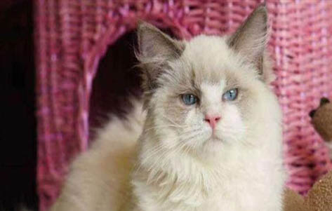 布偶猫喜欢吃什么猫粮呢
