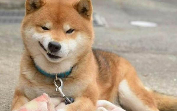 狗缺乏微量元素的表现