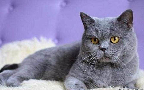 猫膀胱炎怎么治疗最好