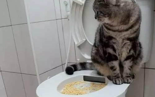 猫咪发烧,吐白沫该怎么办呢