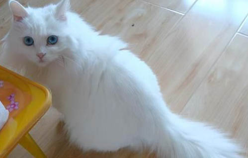 纯白高地猫好养吗