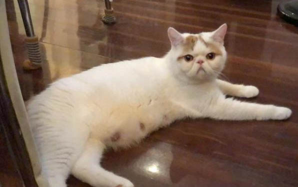 小猫得了口炎怎么办?