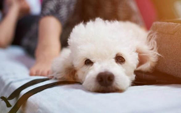 狗吃鸡蛋可以吗