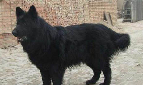 冰岛牧羊犬窝咳应该怎么办