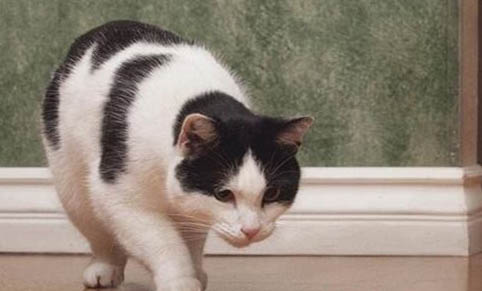 猫黑鼻屎多的原因及处理方法