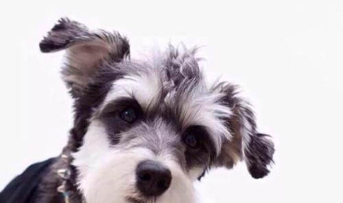 雪纳瑞犬该怎么喂养