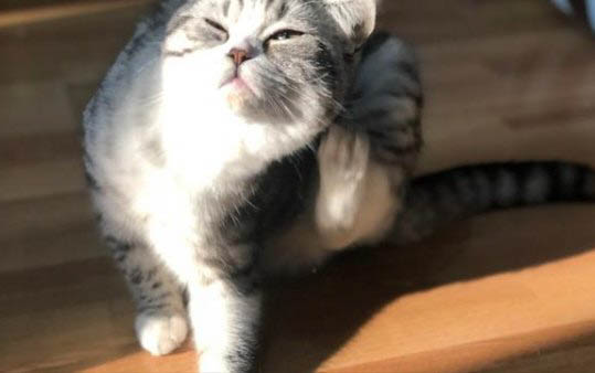 猫咪眼睛遭到撞击充血是怎么回事