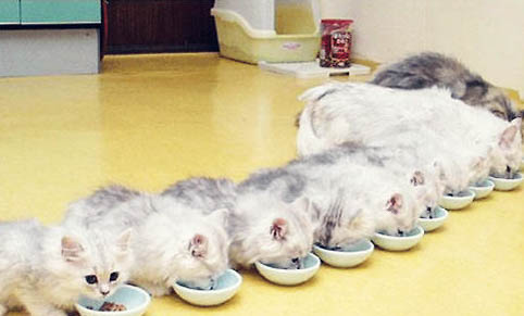养一只养猫一个月花多少钱