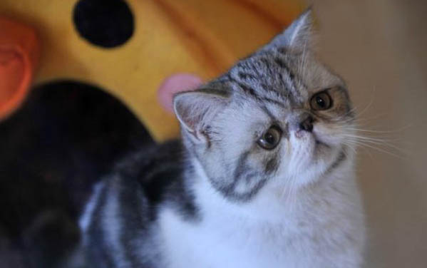 怎么治疗猫的鼻窦炎