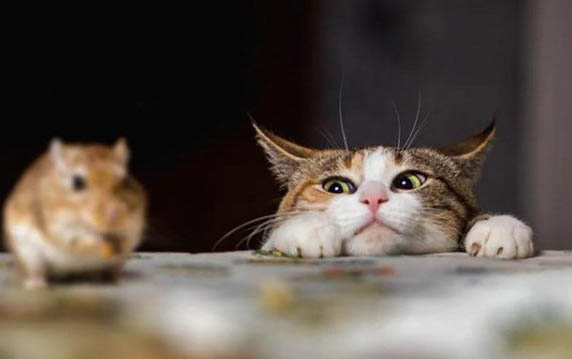 猫吐了要禁食禁水多久