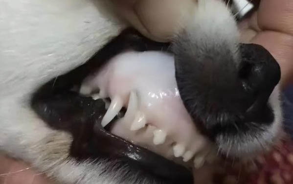 没有毛的小猫叫什么名字