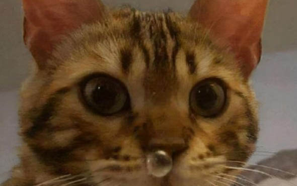 猫咪能带上地铁吗