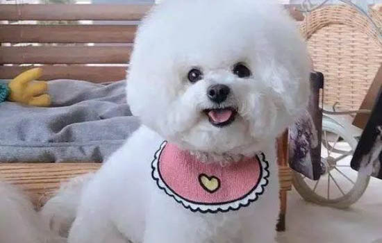 比熊犬价格多少钱一只