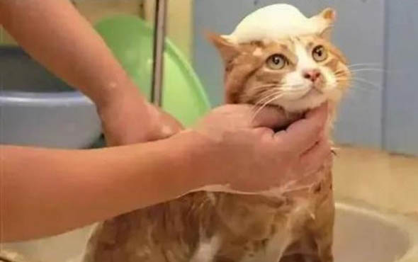 猫被鞭炮吓到了怎么办