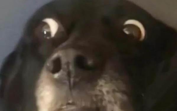 狗狗需要每年打疫苗吗
