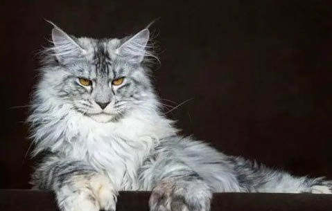 如果被猫抓了没打针有事吗?