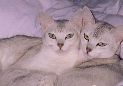波米拉猫尿结石的原因及处理方法