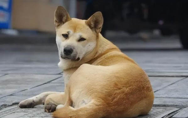 如何清理狗眼屎