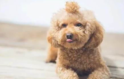 狗狗能吃草莓吗泰迪