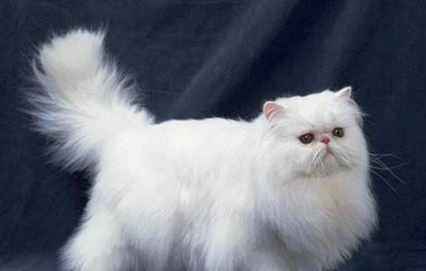 6斤猫吃多少克甲硝唑