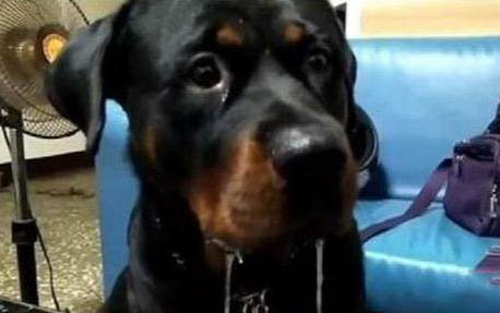 沙皮犬价格多少钱一只