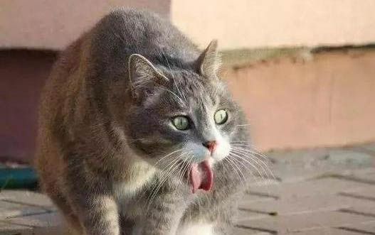 2个月小猫耳朵里面很脏是什么原因