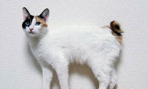 猫益生菌粉怎么喂猫吃